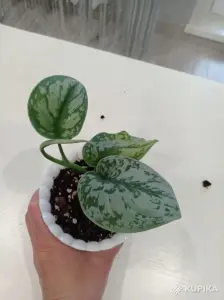 Сциндапсус пиктус Треби