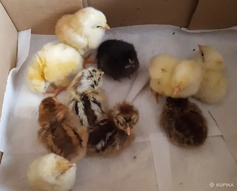 цыплята - Вся Беларусь - 243291 - Доска объявлений Kupika.by - Фото 8