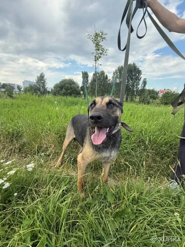 Рей и Джесс ищут дома, собака в дар! - Вся Беларусь - 243246 - Доска объявлений Kupika.by - Фото 2
