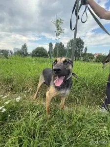 Рей и Джесс ищут дома, собака в дар!