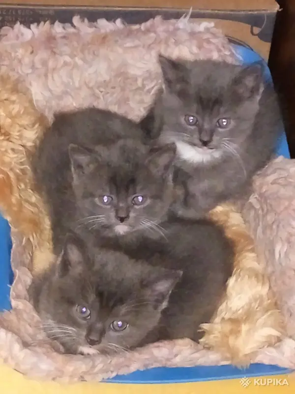 Квартирная передержка для котов - Вся Беларусь - 244873 - Доска объявлений Kupika.by - Фото 13