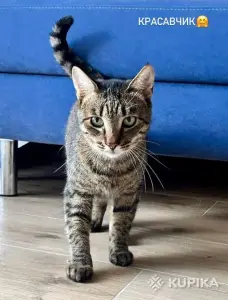 Тим в любящие