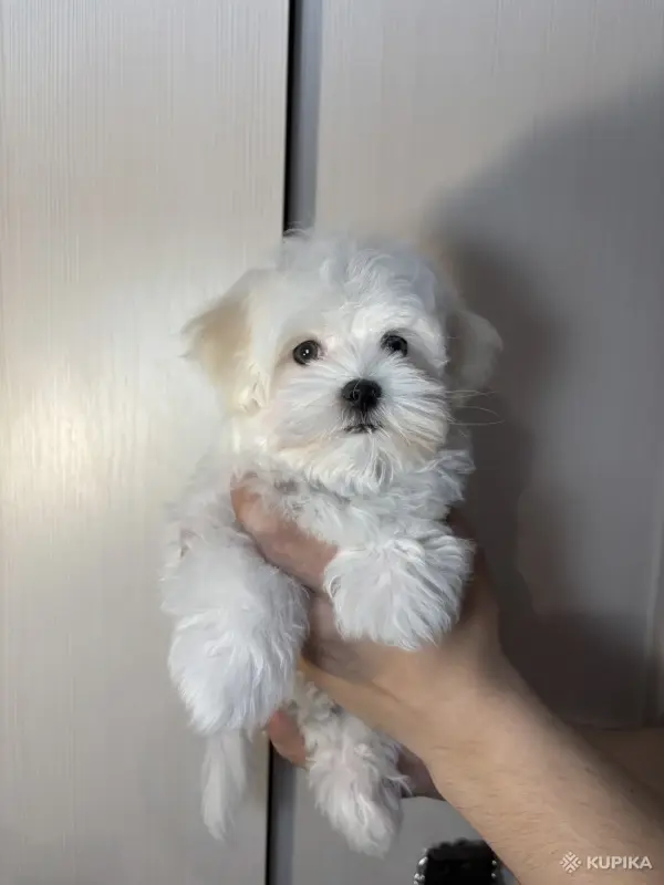 Мальтийская болонка