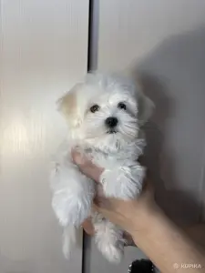 Мальтийская болонка