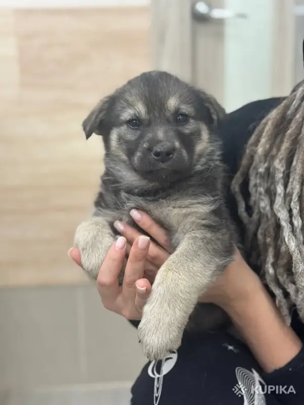 Джина и ее щенки (2 месяца) ищут дом - Вся Беларусь - 247216 - Доска объявлений Kupika.by - Фото 4