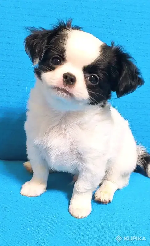 Чихуахуа мальчик красавчик бело-черный  и шоколадные девочки мини - Вся Беларусь - 244822 - Доска объявлений Kupika.by - Фото 2