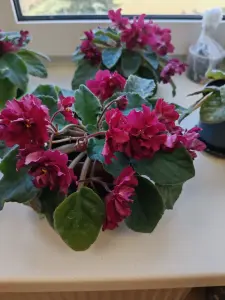 фиалка цветущая