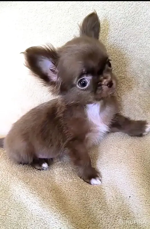Чихуахуа мальчик красавчик бело-черный  и шоколадные девочки мини - Вся Беларусь - 244822 - Доска объявлений Kupika.by - Фото 6