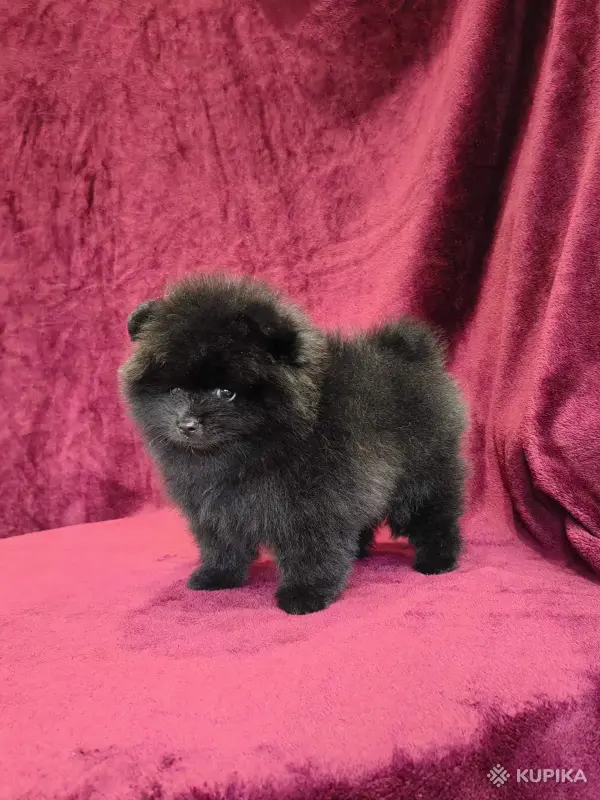 Щенки померанского шпица