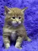 Мейн-Кун котята - Вся Беларусь - 243533 - Доска объявлений Kupika.by