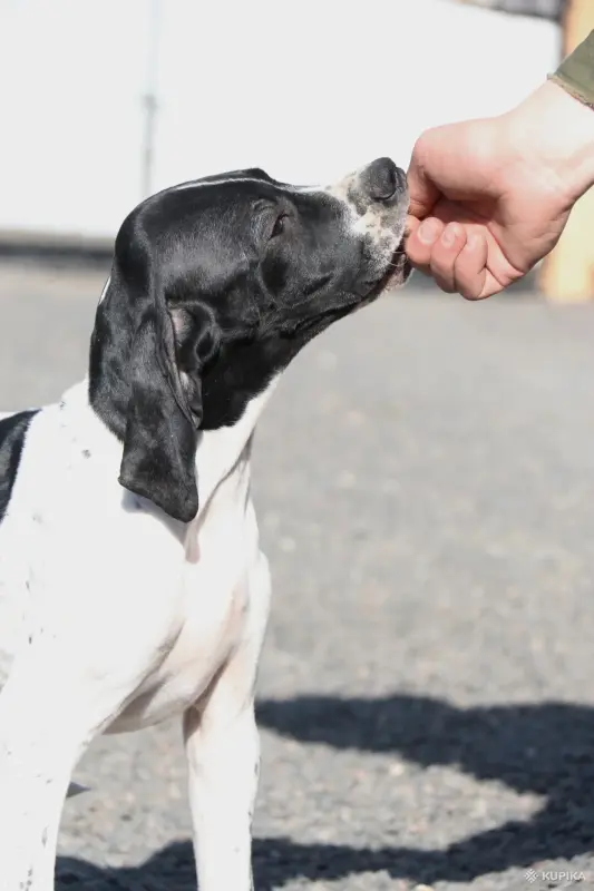 Щенок Английского пойнтера - Вся Беларусь - 243411 - Доска объявлений Kupika.by - Фото 3