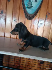 Щенок таксы