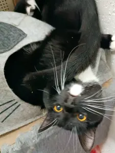 Линк - большой и милый