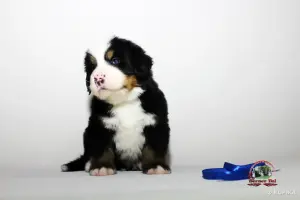 Бернский зенненхунд. Щенки