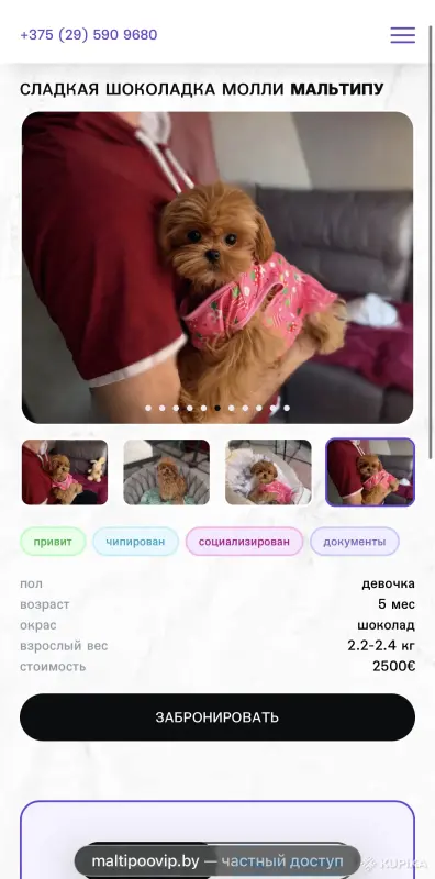 Собаки - VIP качество мини микро мальтипу той пудель пушон - Вся Беларусь - Фото 5 VIP качество мини микро мальтипу той пудель пушон - Вся Беларусь - 243767 - Доска объявлений Kupika.by - Фото 5