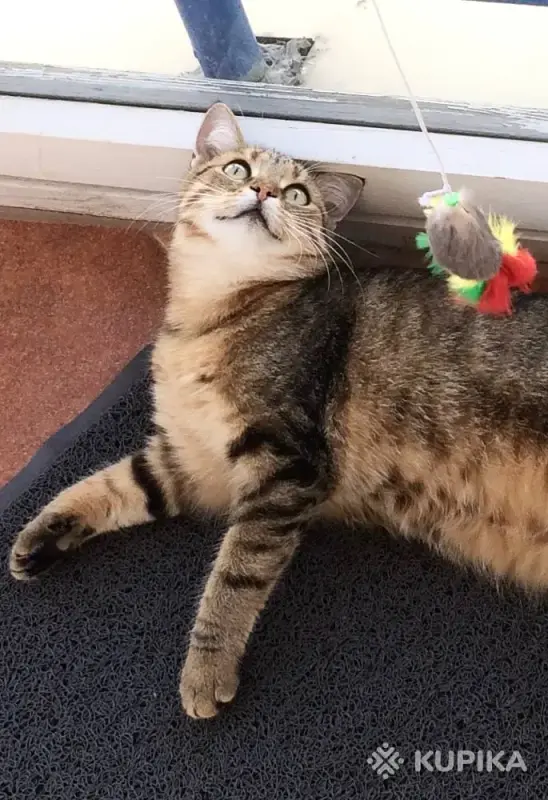 Метис британки Мася в любящие - Вся Беларусь - 244121 - Доска объявлений Kupika.by - Фото 5