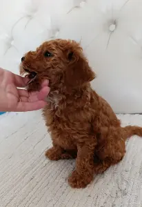 Щенок той-пудель девочка