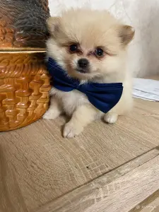 Щенки шпица