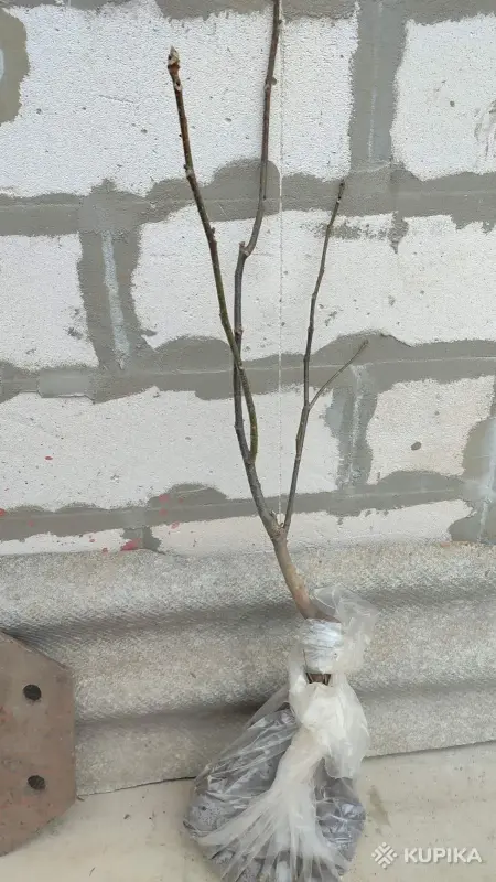 Грецкий орех сортовой - Вся Беларусь - 245171 - Доска объявлений Kupika.by - Фото 3