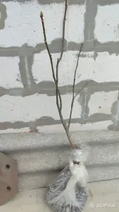 Грецкий орех сортовой