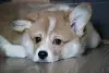 Корги щенки - Вся Беларусь - 242200 - Доска объявлений Kupika.by - Фото 4
