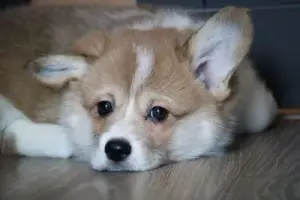 Корги щенки