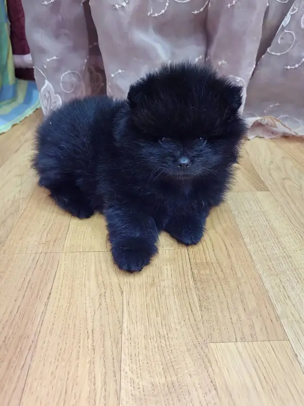 Мальчики померанский шпиц