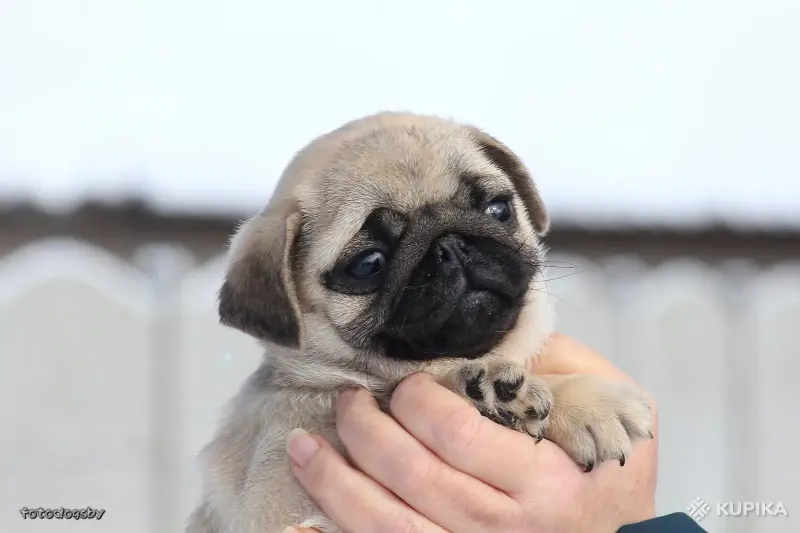 Мопс щенок