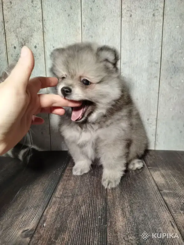Щенок померанского шпица: соболиный окрас и мордочка, как у енота! - Вся Беларусь - 243187 - Доска объявлений Kupika.by - Фото 3