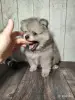 Щенок померанского шпица: соболиный окрас и мордочка, как у енота! - Вся Беларусь - 243187 - Доска объявлений Kupika.by - Фото 3