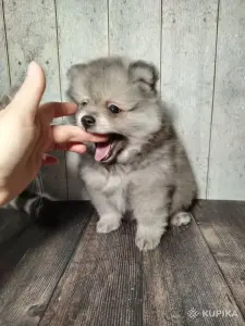 Щенок померанского шпица: соболиный окрас и мордочка, как у енота!
