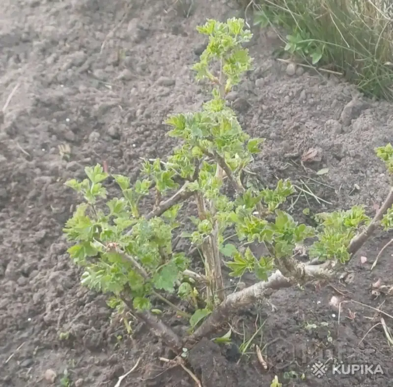 Крыжовник (молодые кустики) - Вся Беларусь - 244299 - Доска объявлений Kupika.by - Фото 4