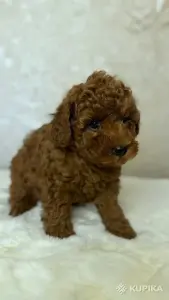 Щенки той пуделя