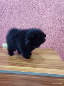 Померанский шпиц