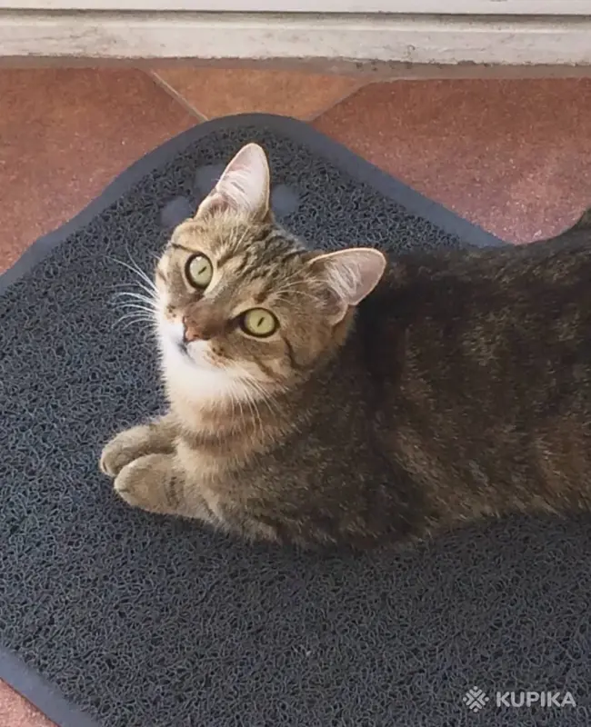 Метис британки Мася в любящие - Вся Беларусь - 244121 - Доска объявлений Kupika.by - Фото 3