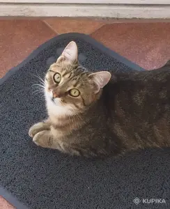 Метис британки Мася в любящие