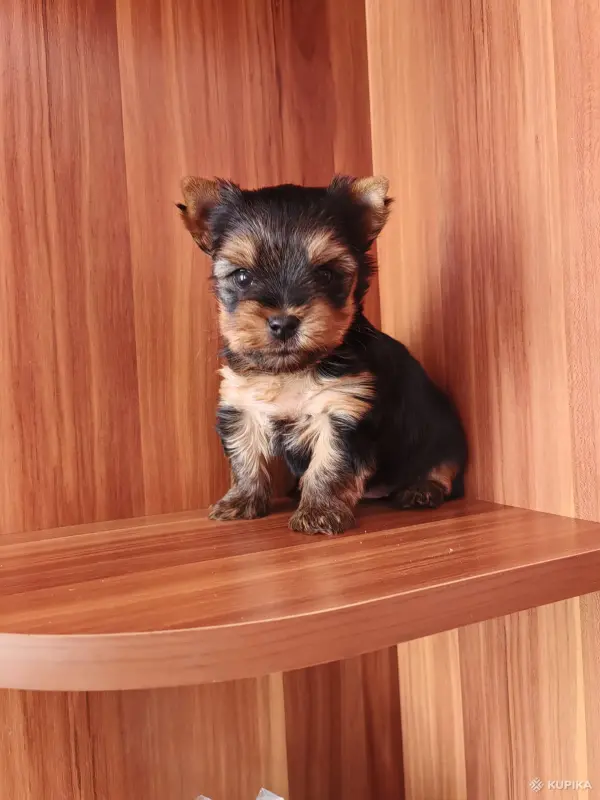 Собаки - Йоркширский терьер. - Вся Беларусь - Фото 3 Йоркширский терьер. - Вся Беларусь - 242836 - Доска объявлений Kupika.by - Фото 3