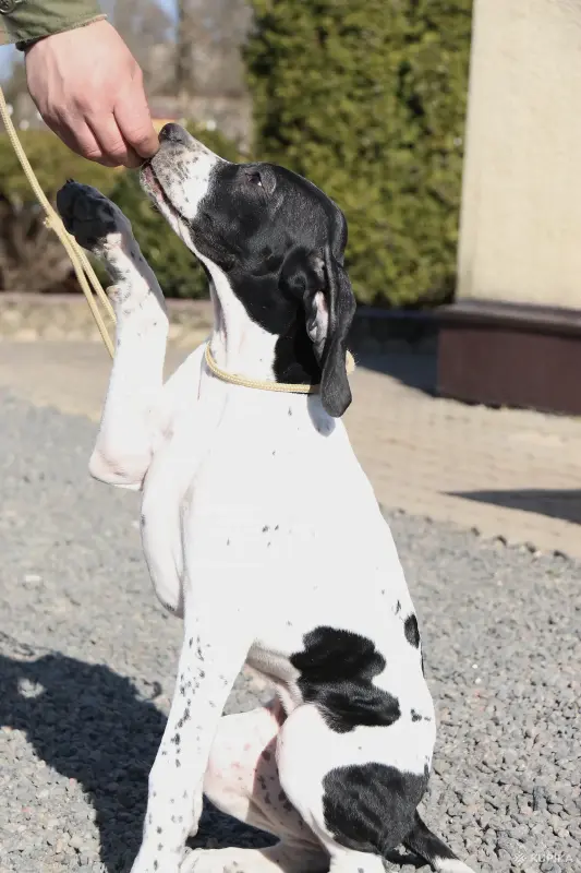 Щенок Английского пойнтера - Вся Беларусь - 243411 - Доска объявлений Kupika.by - Фото 6