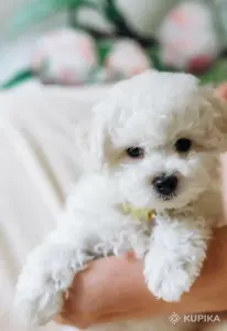Щенки бишон фризе