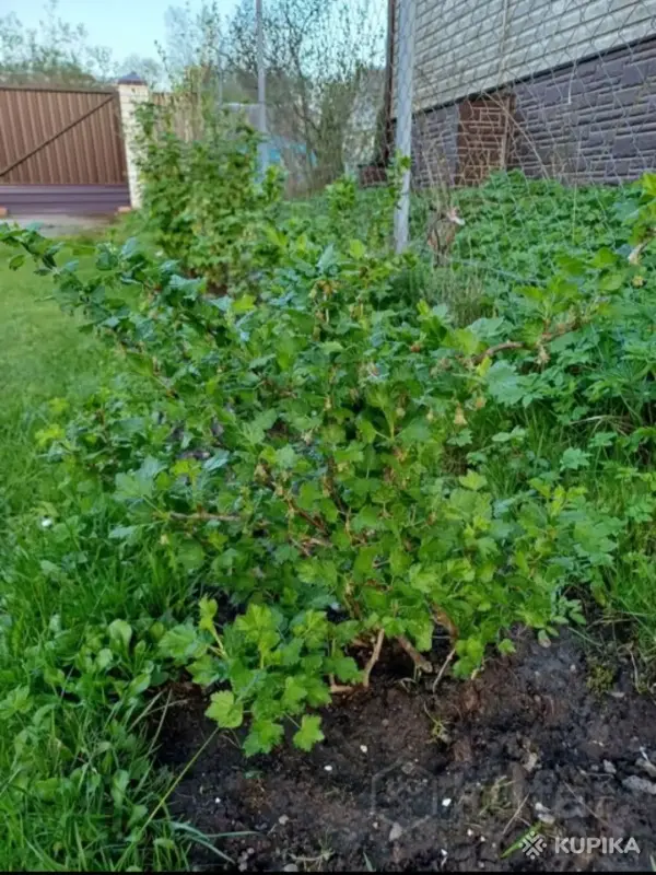 Крыжовник (молодые кустики) - Вся Беларусь - 244299 - Доска объявлений Kupika.by - Фото 2