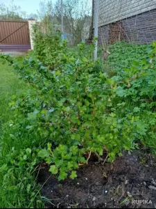 Крыжовник (молодые кустики)