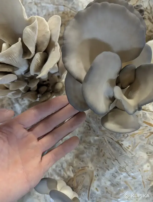 Мицелий «ВЕШЕНКА» - Вся Беларусь - 244038 - Доска объявлений Kupika.by - Фото 5