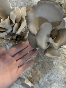 Мицелий «ВЕШЕНКА»