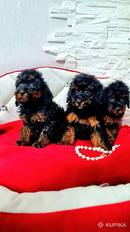 Той пудели. Мальчик и 2 девочки, чёрно-подпалые. - Вся Беларусь - 244587 - Доска объявлений Kupika.by - Фото 5