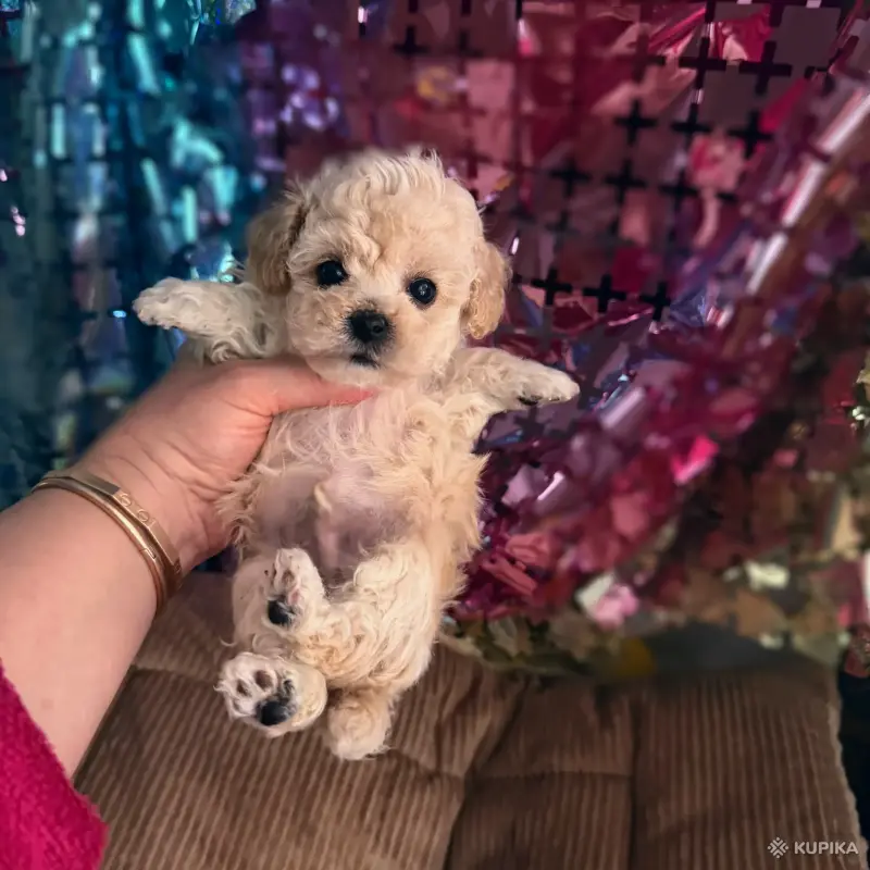 Собаки - VIP качество мини микро мальтипу той пудель пушон - Вся Беларусь - Фото 3 VIP качество мини микро мальтипу той пудель пушон - Вся Беларусь - 243767 - Доска объявлений Kupika.by - Фото 3