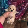 Собаки - VIP качество мини микро мальтипу той пудель пушон - Вся Беларусь - Фото 3 VIP качество мини микро мальтипу той пудель пушон - Вся Беларусь - 243767 - Доска объявлений Kupika.by - Фото 3