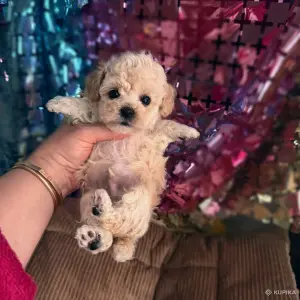 VIP качество мини микро мальтипу той пудель пушон