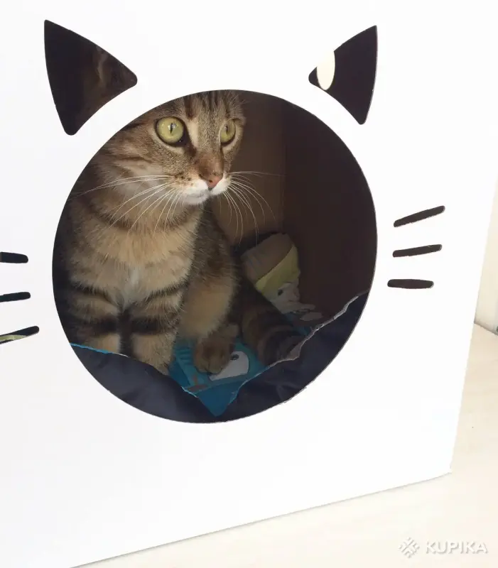 Метис британки Мася в любящие - Вся Беларусь - 244121 - Доска объявлений Kupika.by - Фото 4