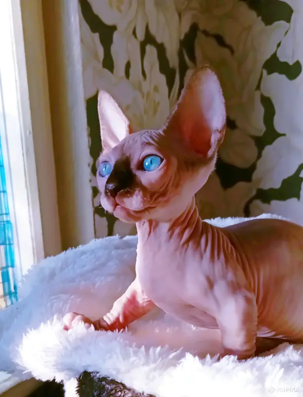 Канадский сфинкс