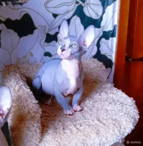 Канадский сфинкс бамбино мальчик